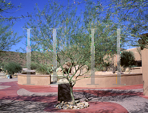 Picture of Parkinsonia aculeata x microp 'Desert Museum'