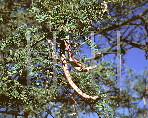 Picture of Prosopis velutina 
