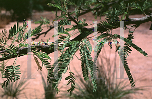 Picture of Prosopis chilensis 