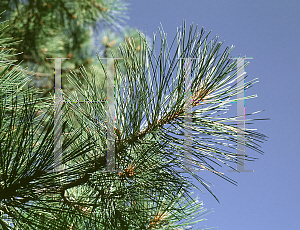 Picture of Pinus ponderosa 