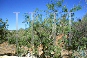 Picture of Prosopis glandulosa 