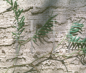 Picture of Prosopis glandulosa 