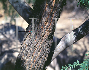 Picture of Prosopis glandulosa 