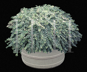 Picture of Myrtus communis 'Variegata'