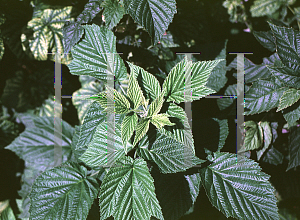 Picture of Rubus idaeus 