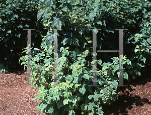 Picture of Rubus idaeus 