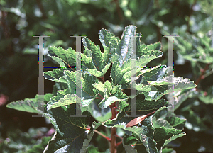 Picture of Ribes silvestre 'White Grape'