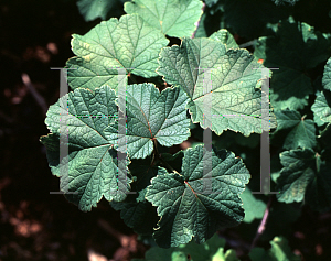 Picture of Ribes silvestre 'Red Lake'