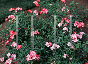 Picture of Rosa  'Red Blanket'