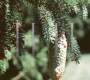 Picture of Picea abies 'Viminalis'