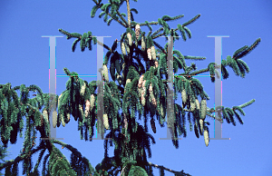 Picture of Picea abies 'Viminalis'