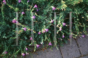 Picture of Penstemon linarioides 