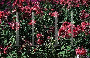 Picture of Phlox paniculata 'Windsor'