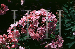 Picture of Phlox paniculata 'Fairest One'