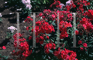 Picture of Phlox paniculata 'Africa'