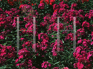 Picture of Phlox paniculata 'Australia'