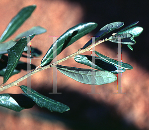 Picture of Quercus virginiana 'Highrise'