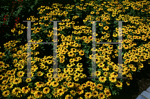 Picture of Rudbeckia hirta 'Toto'