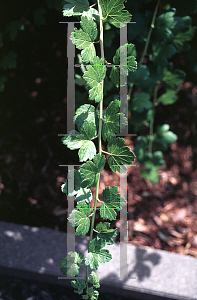 Picture of Ribes uva-crispa 