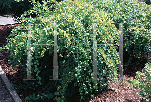 Picture of Ribes uva-crispa 