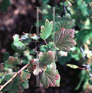 Picture of Ribes uva-crispa 'Pixwell'