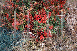 Picture of Berberis thunbergii 'Kobold'