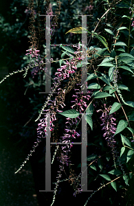 Picture of Buddleia lindleyana 