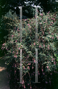 Picture of Buddleia lindleyana 