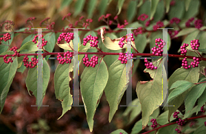 Picture of Callicarpa japonica 