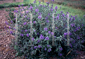 Picture of Caryopteris x clandonensis 'Blue Knoll'