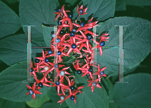 Picture of Clerodendrum trichotomum 