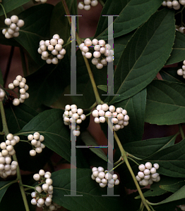 Picture of Callicarpa japonica 'Leucocarpa'