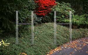 Picture of Cotoneaster salicifolius 'Scarlet Leader'