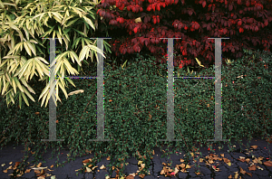 Picture of Cotoneaster salicifolius 'Scarlet Leader'