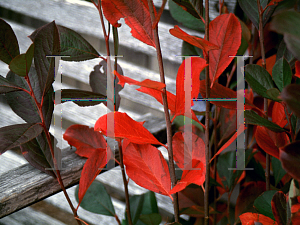 Picture of Aronia arbutifolia 'Brilliantissima'