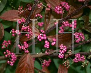 Picture of Callicarpa dichotoma 'Issai'