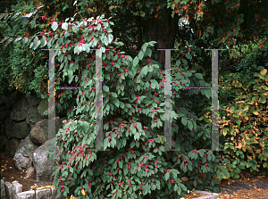 Picture of Callicarpa bodinieri giraldii var.  'Profusion'