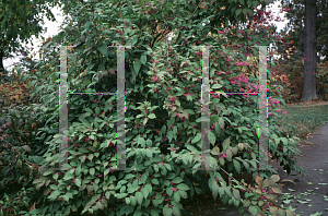 Picture of Callicarpa dichotoma 