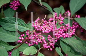 Picture of Callicarpa dichotoma 