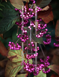 Picture of Callicarpa dichotoma 