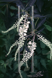 Picture of Clethra barbinervis 