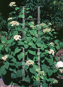 Picture of Hydrangea arborescens ssp. radiata 