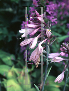 Picture of Hosta  'Elata'