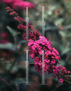 Picture of Buddleia davidii 'Summer Rose'