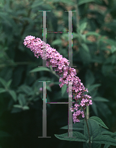 Picture of Buddleia davidii 'Empire Blue'