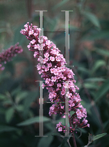 Picture of Buddleia davidii 'Bonnie'