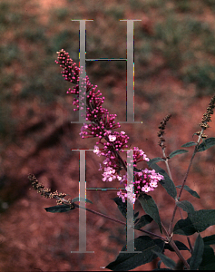 Picture of Buddleia davidii 'Moonshadow'