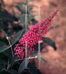 Picture of Buddleia davidii 'Summer Beauty'