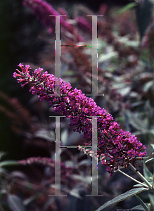 Picture of Buddleia davidii 'Miss Ellen'