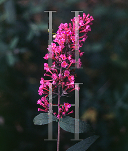 Picture of Buddleia davidii 'Fortune'